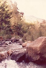 nature and wildlife